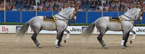 Horse Event Deurne
